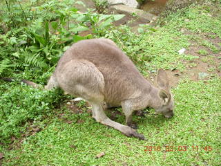 381 993. Indonesia Baby Zoo - kangaroo