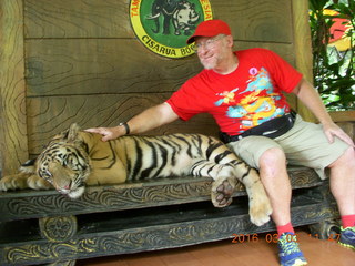 383 993. Indonesia Baby Zoo - Adam petting a tiger