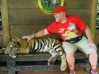 384 993. Indonesia Baby Zoo - Adam petting a tiger +++