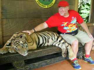 386 993. Indonesia Baby Zoo - Adam petting a tiger