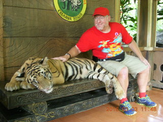 387 993. Indonesia Baby Zoo - Adam petting a tiger