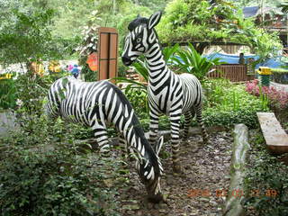 392 993. Indonesia Baby Zoo - zebras