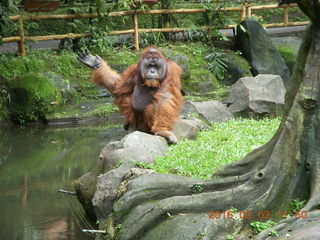 398 993. Indonesia Baby Zoo - orangutan
