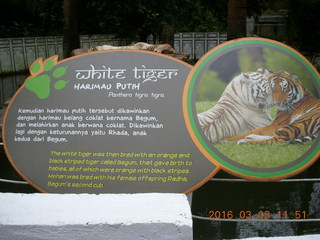 402 993. Indonesia Baby Zoo tiger sign