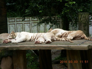 403 993. Indonesia Baby Zoo - white tigers