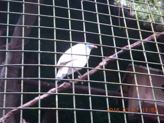406 993. Indonesia Baby Zoo - bird