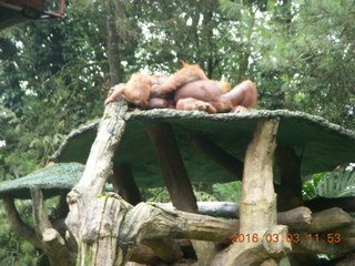 407 993. Indonesia Baby Zoo