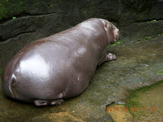 408 993. Indonesia Baby Zoo - hippopotamus