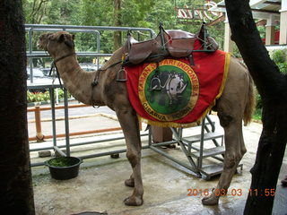 412 993. Indonesia Baby Zoo - camel