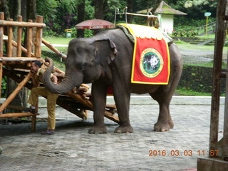 415 993. Indonesia Baby Zoo - elephant