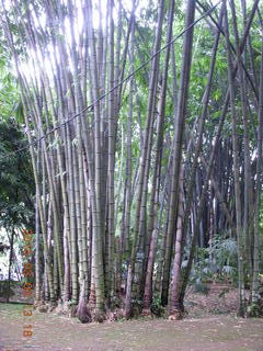 440 993. Indonesia Bogur Botanical Garden - bamboo