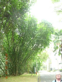441 993. Indonesia Bogur Botanical Garden - bamboo