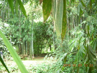 448 993. Indonesia Bogur Botanical Garden
