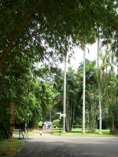 449 993. Indonesia Bogur Botanical Garden