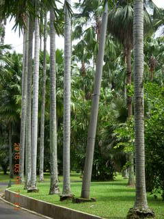 450 993. Indonesia Bogur Botanical Garden
