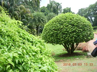 452 993. Indonesia Bogur Botanical Garden