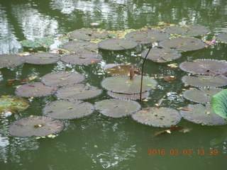 458 993. Indonesia Bogur Botanical Garden - lilies