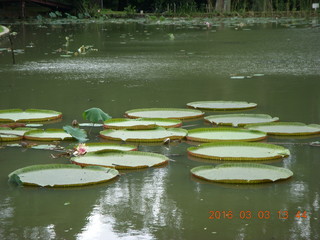 461 993. Indonesia Bogur Botanical Garden - big lilies