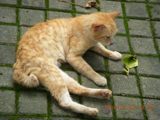 482 993. Indonesia Bogur Botanical Garden - cat