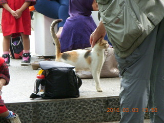 487 993. Indonesia Bogur Botanical Garden - cat