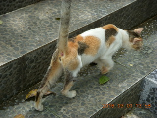 488 993. Indonesia Bogur Botanical Garden - cat