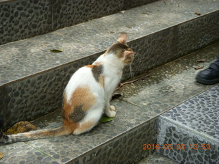 489 993. Indonesia Bogur Botanical Garden - cat