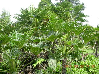 490 993. Indonesia Bogur Botanical Garden