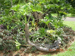 492 993. Indonesia Bogur Botanical Garden - snake-like plant