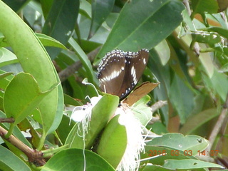 494 993. Indonesia Bogur Botanical Garden - butterfly