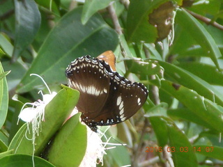 495 993. Indonesia Bogur Botanical Garden - butterfly +++