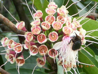 496 993. Indonesia Bogur Botanical Garden - flowers and a bee +++