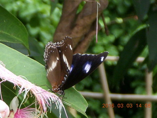497 993. Indonesia Bogur Botanical Garden - butterfly