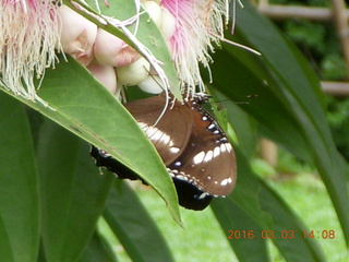 498 993. Indonesia Bogur Botanical Garden - butterfly