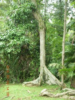 501 993. Indonesia Bogur Botanical Garden