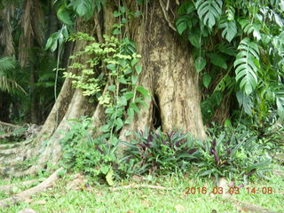502 993. Indonesia Bogur Botanical Garden