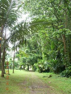 505 993. Indonesia Bogur Botanical Garden