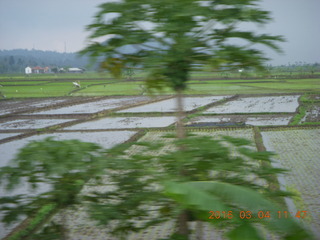 36 994. Indonesia - bus ride to Borabudur - rice paddies
