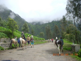 87 996. Indonesia - Jeep drive to Mt. Bromo - horses