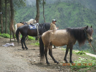 91 996. Indonesia - Mighty Mt. Bromo - horses