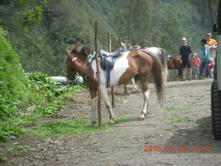 92 996. Indonesia - Mighty Mt. Bromo - horses