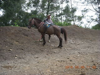 135 996. Indonesia - Mighty Mt. Bromo - horse