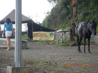138 996. Indonesia - Mighty Mt. Bromo - horse