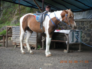 139 996. Indonesia - Mighty Mt. Bromo - horse
