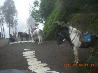 147 996. Indonesia - Mighty Mt. Bromo - horse