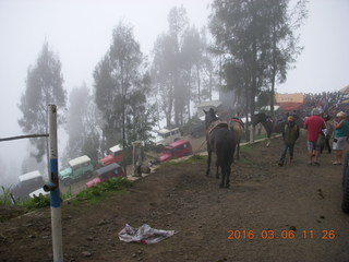 152 996. Indonesia - Mighty Mt. Bromo - horses