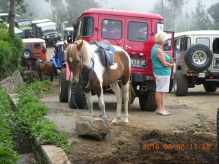158 996. Indonesia - Mighty Mt. Bromo - horse