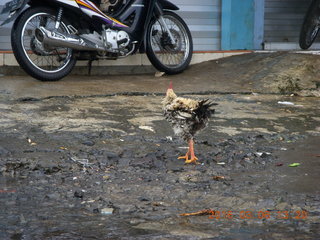245 996. Indonesia - Mighty Mt. Bromo drive - chicken