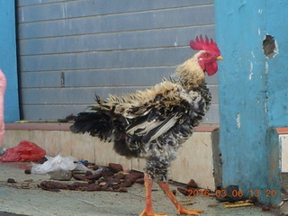 247 996. Indonesia - Mighty Mt. Bromo drive - chicken