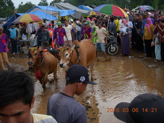 278 996. Indonesia - cow racing - the contestents