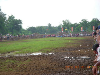 284 996. Indonesia - cow racing